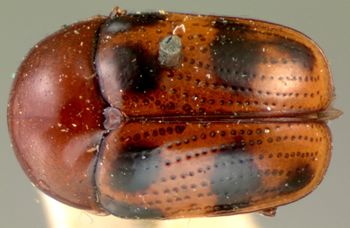 Media type: image; Entomology 9275   Aspect: habitus dorsal view